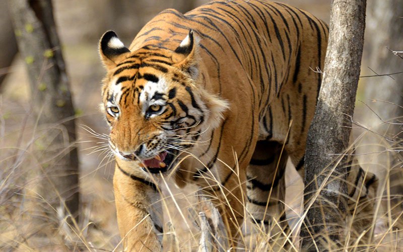 Ranthambore Tour